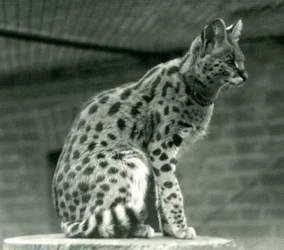 Ein Serval im Londoner Zoo, 1923